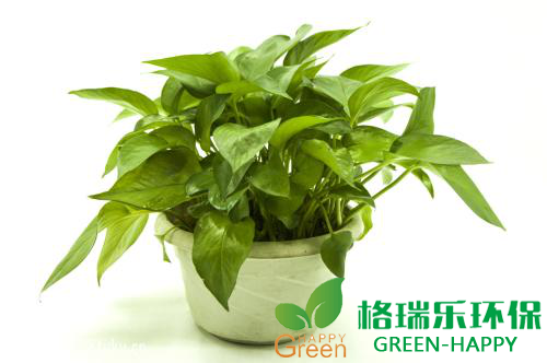 甲醛治理,甲醛污染,格瑞乐,武汉除甲醛,净化委湖北中心