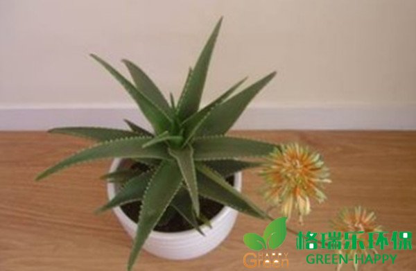 武汉除甲醛，环保安全，三个方法，环保材料，植物除甲醛，格瑞乐