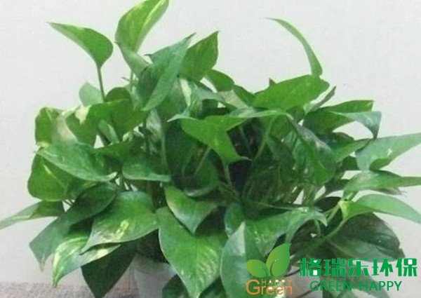 武汉除甲醛，除甲醛方法，自然除醛方法，化学除醛，物理吸附，绿植除甲醛效率不高但持续长久还能为家庭增加生气，专业除醛公司，格瑞乐环保