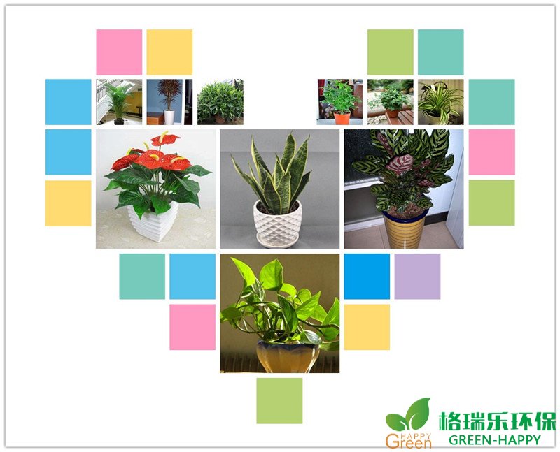 武汉除甲醛，格瑞乐环保，室内净化，除甲醛，植物